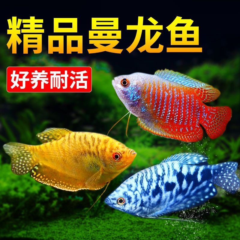 去油膜 曼龙鱼 观赏鱼活体热带鱼小型不打氧萌宠好物