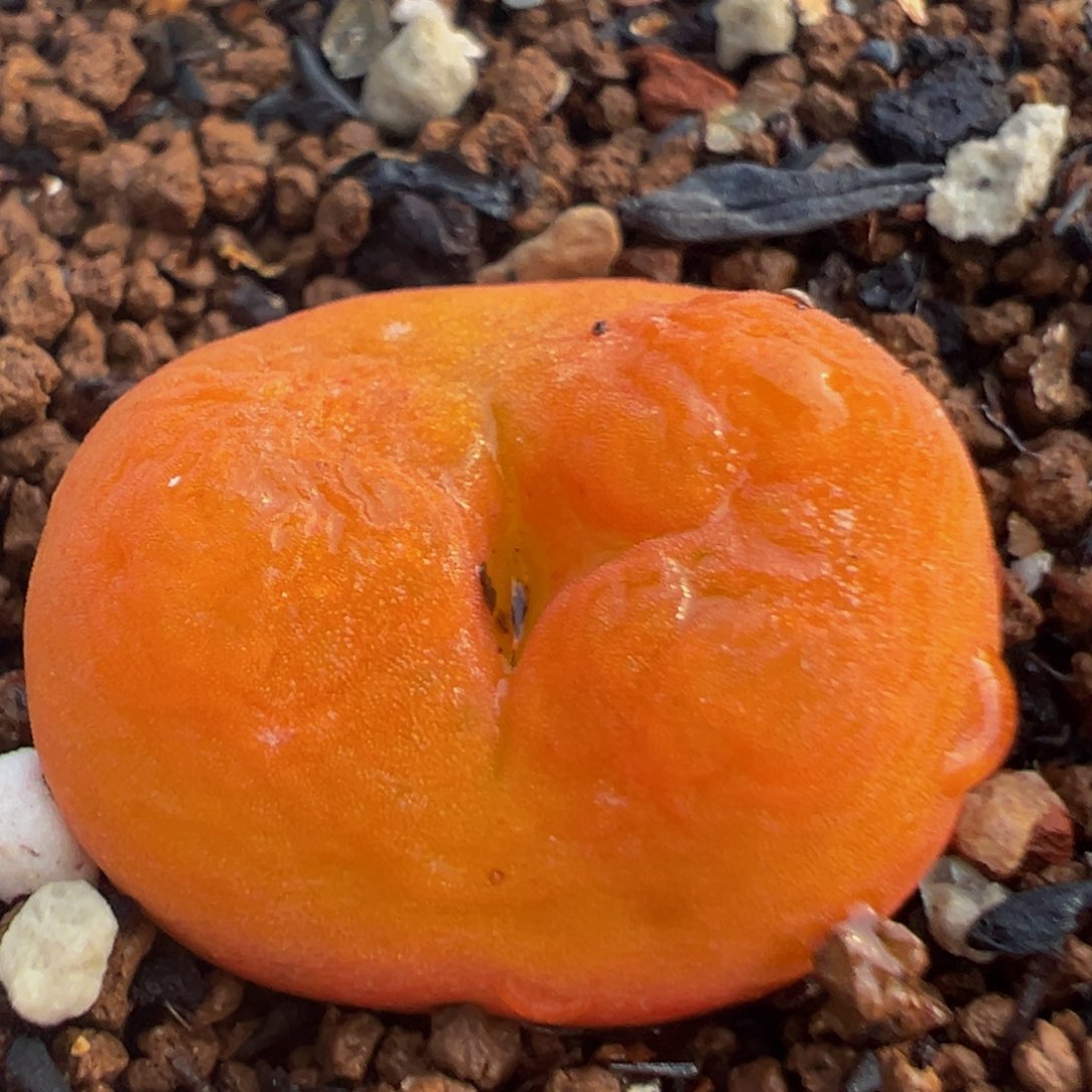 96多肉植物百科知识