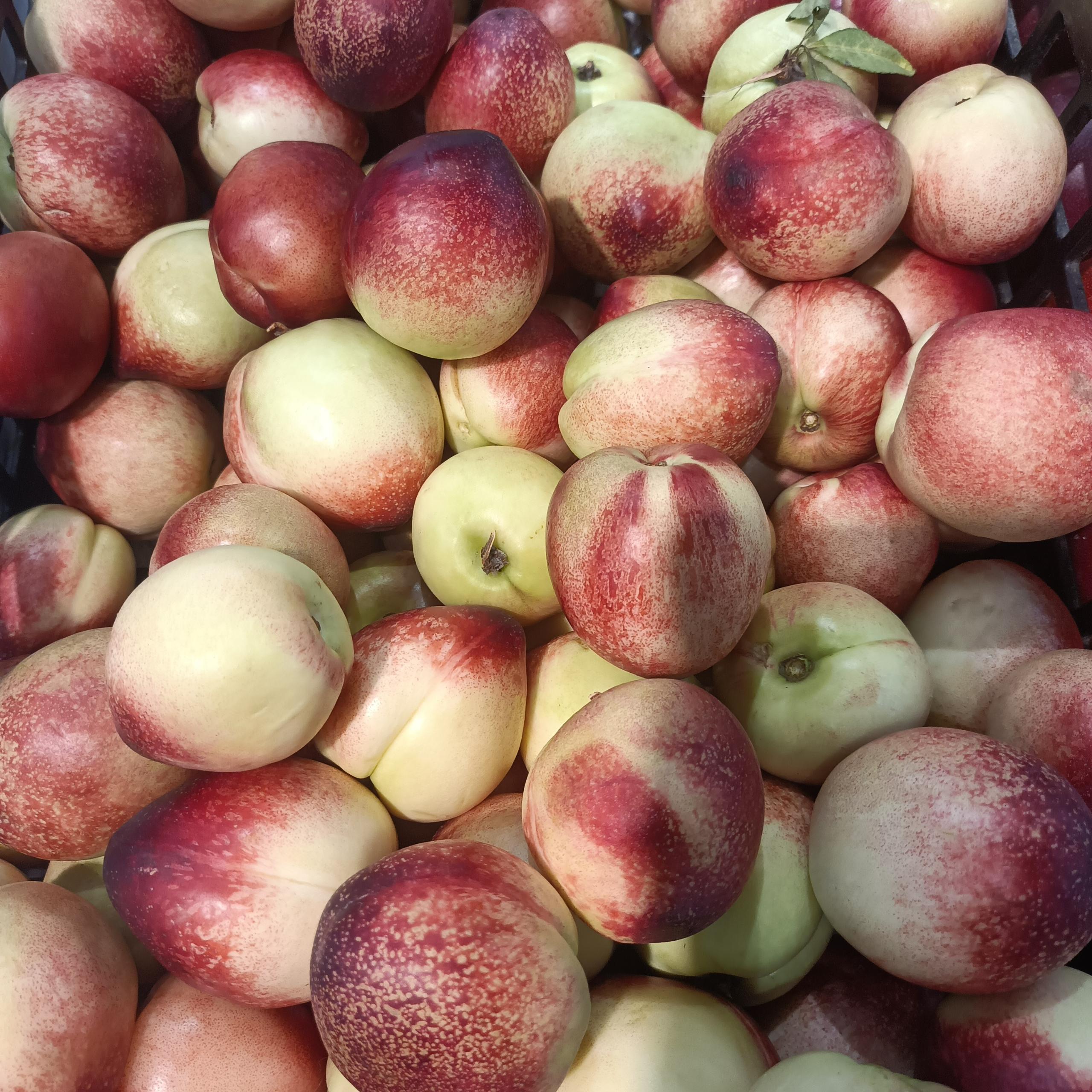 枣蜜桃约1斤 约1斤