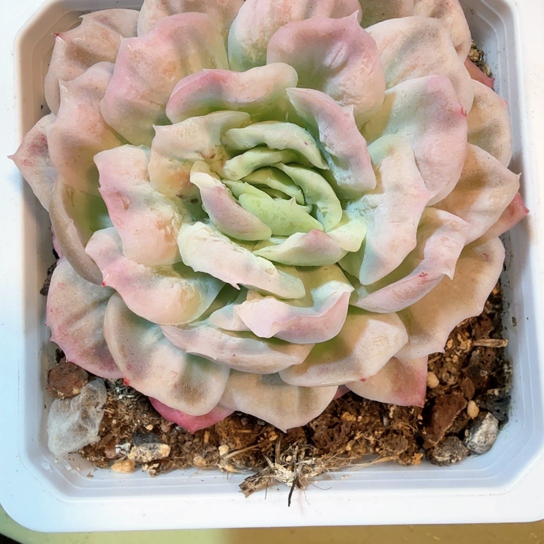 泡泡纱群  锦上园艺一物一拍