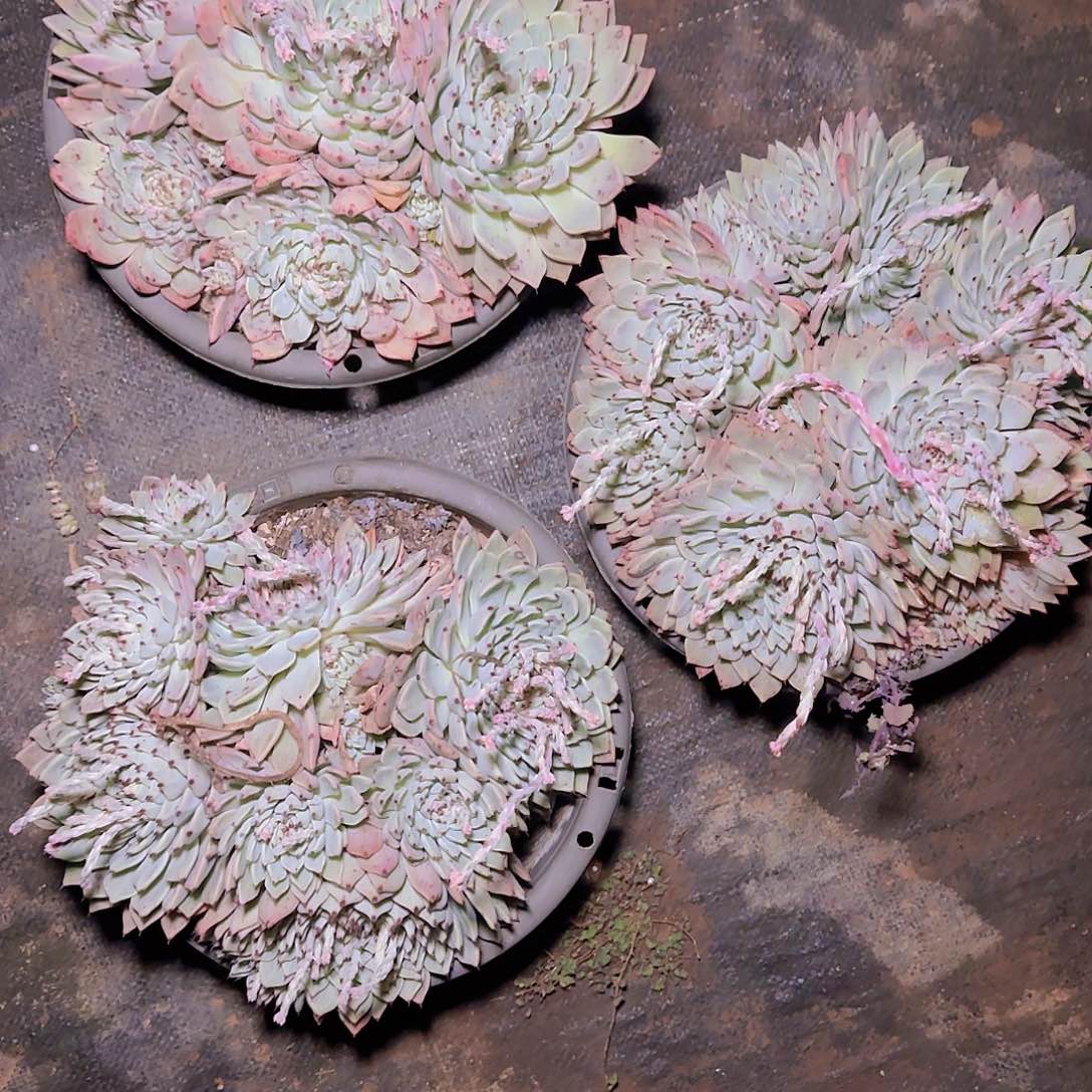 盆栽绿爪多肉多肉