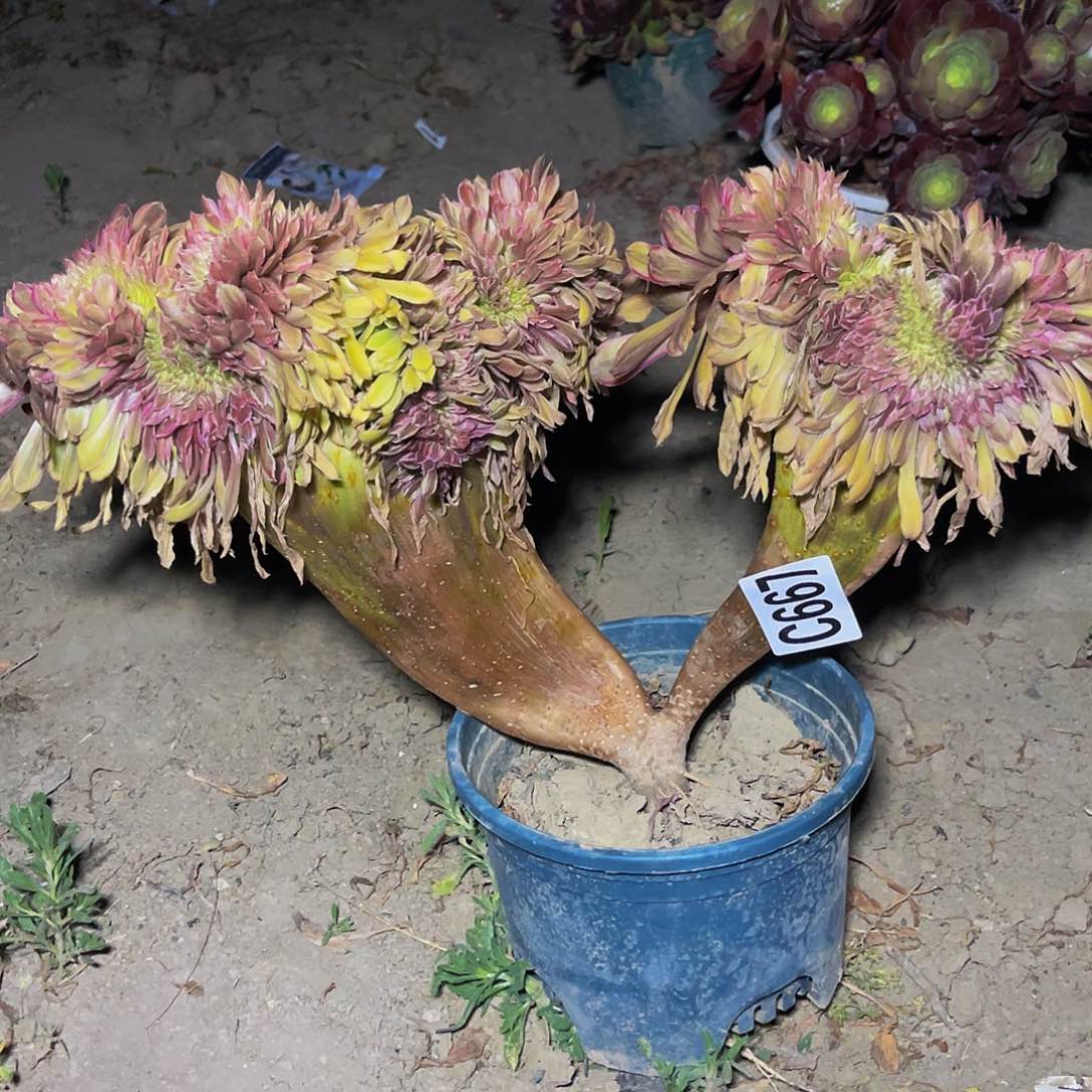 粉黛法师13-外包邮