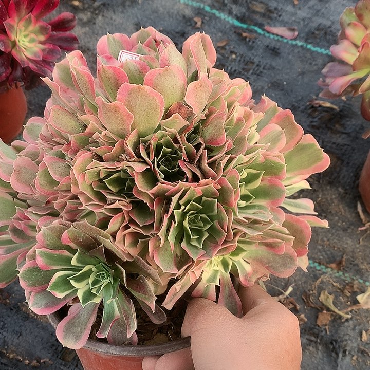 939白凤多肉植物