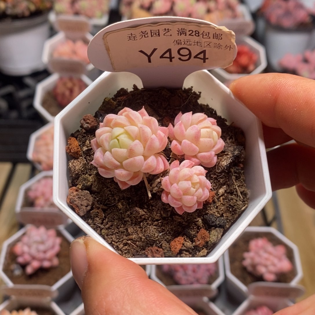 一物一拍 羊脂球 不包整 4.5cmy494