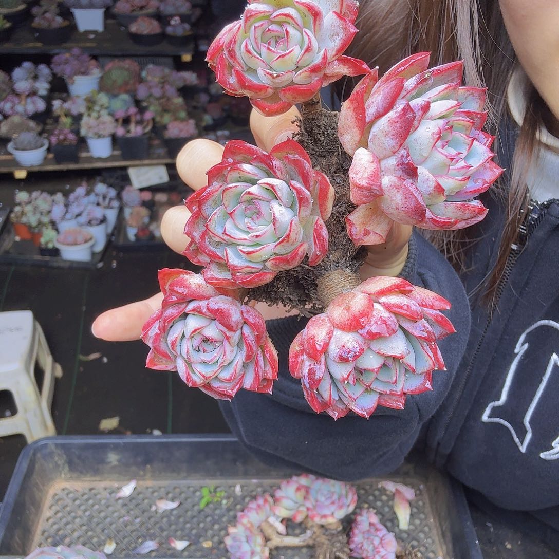 小***桃013一颗侧影一物一拍