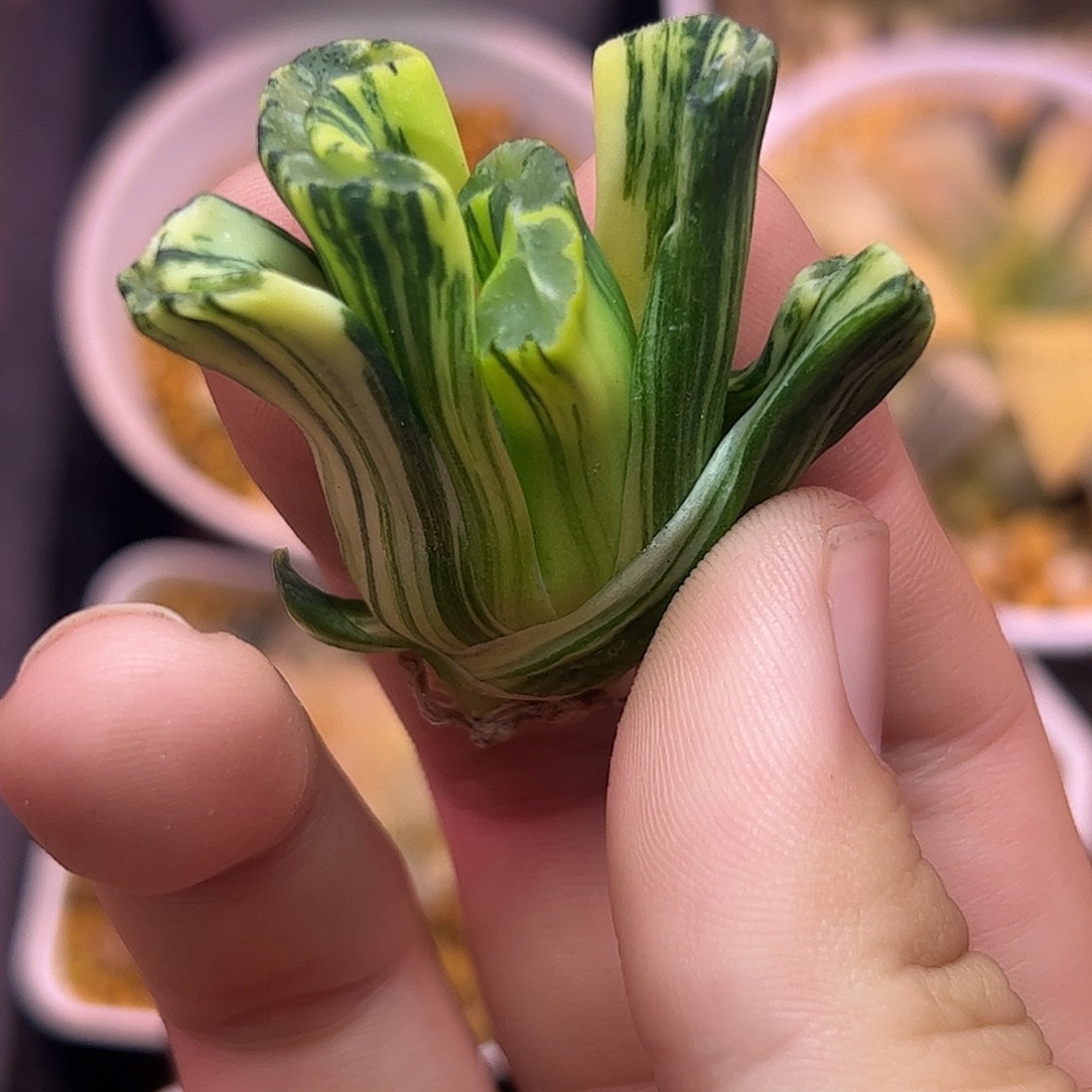 酒井锦十二卷多肉