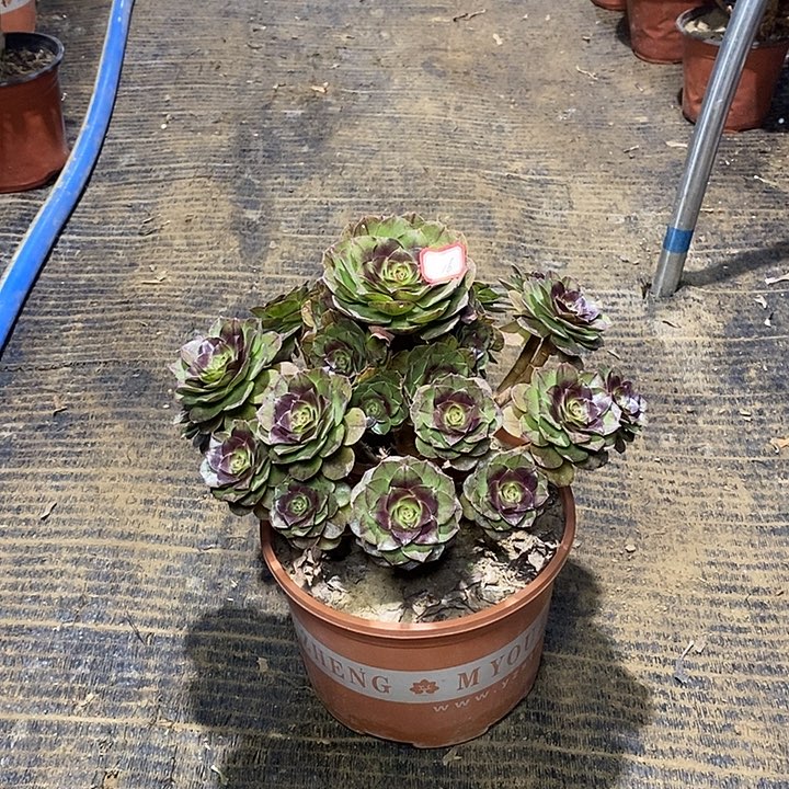 16，黑魔1457899999000