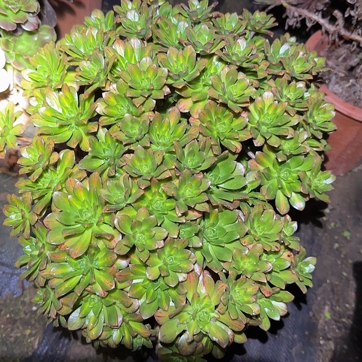 精品甜茶中斑福利32