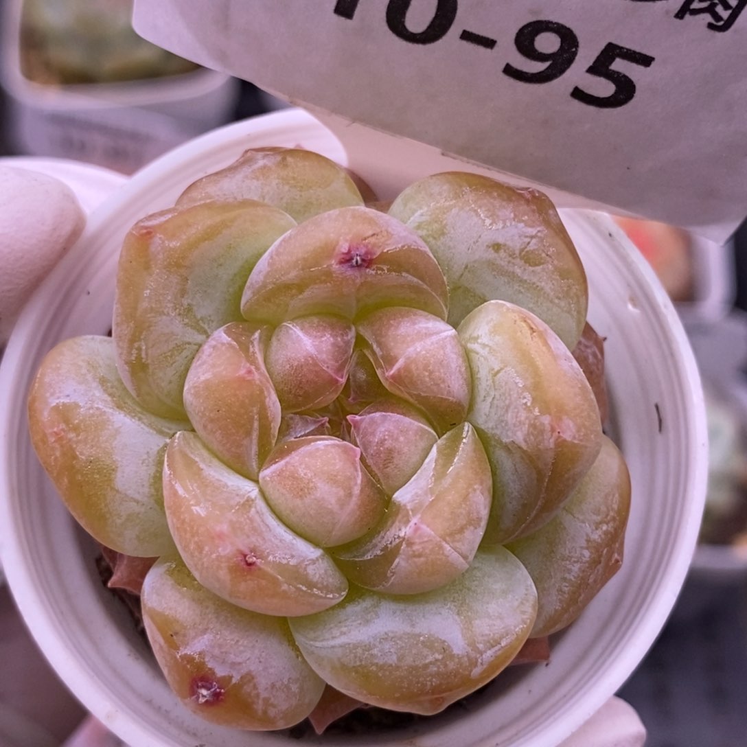 【闪购商品】10-95