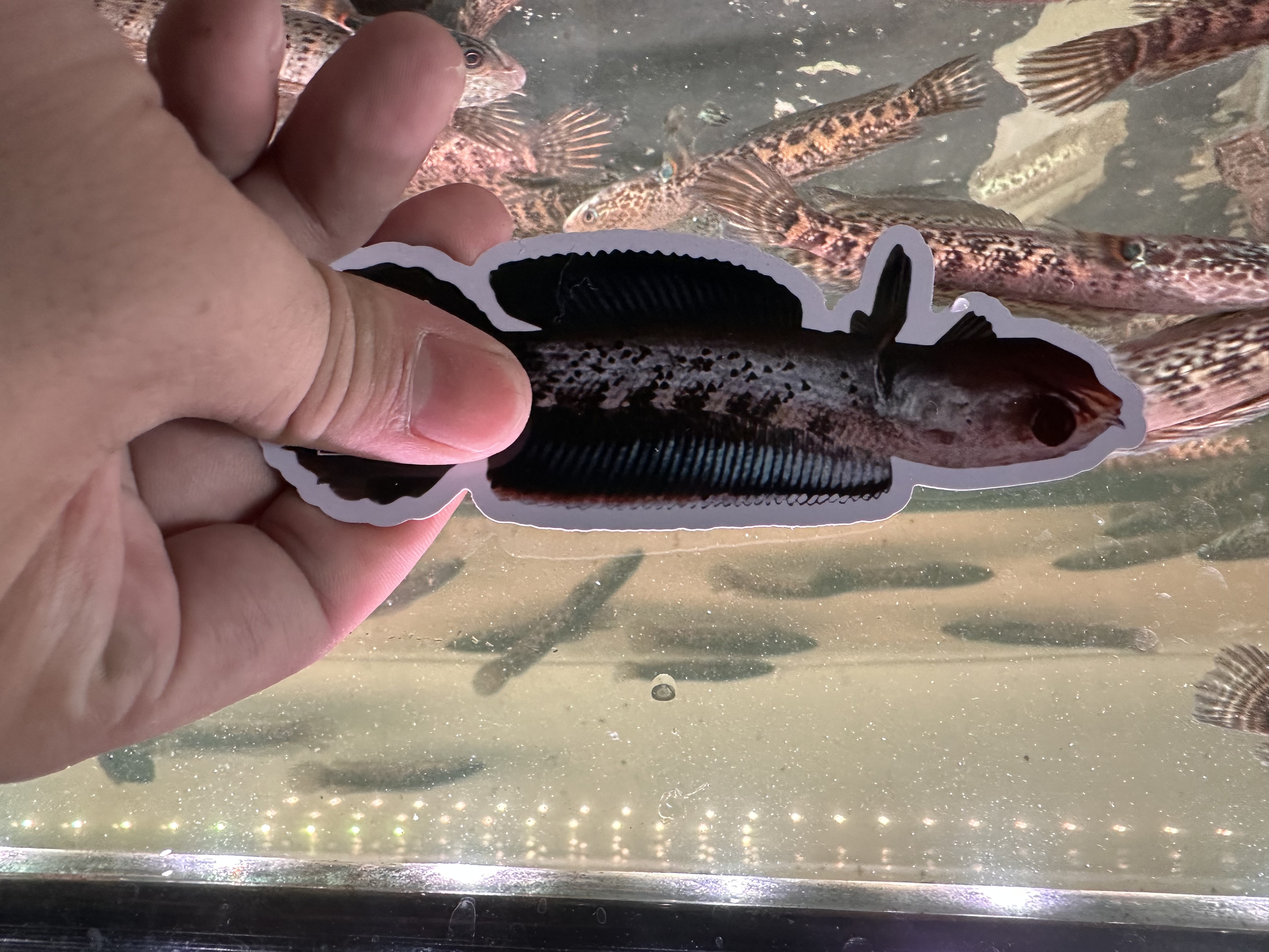 观赏鱼双面防水加厚训鱼卡片鼓鳃巡游训练卡