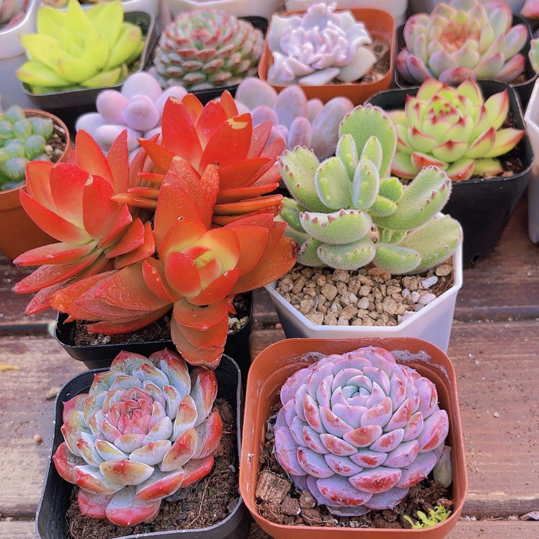 如图4盆1111111111111111111111