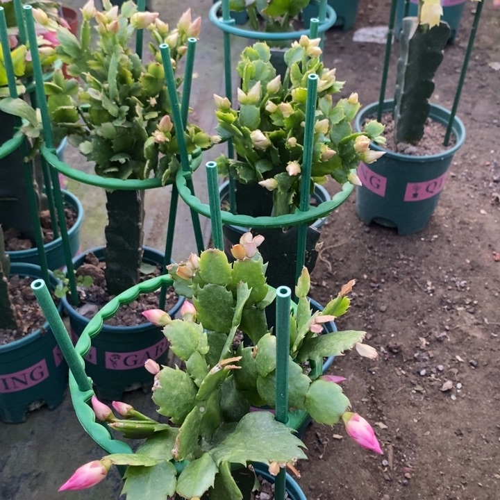 水***晶完全开放061重瓣花