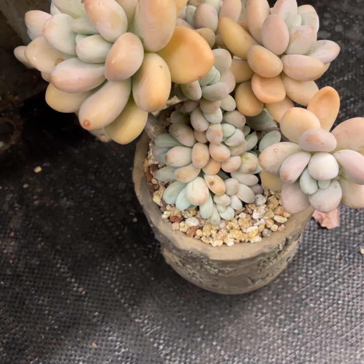 冰*弥鹿之森一物一图