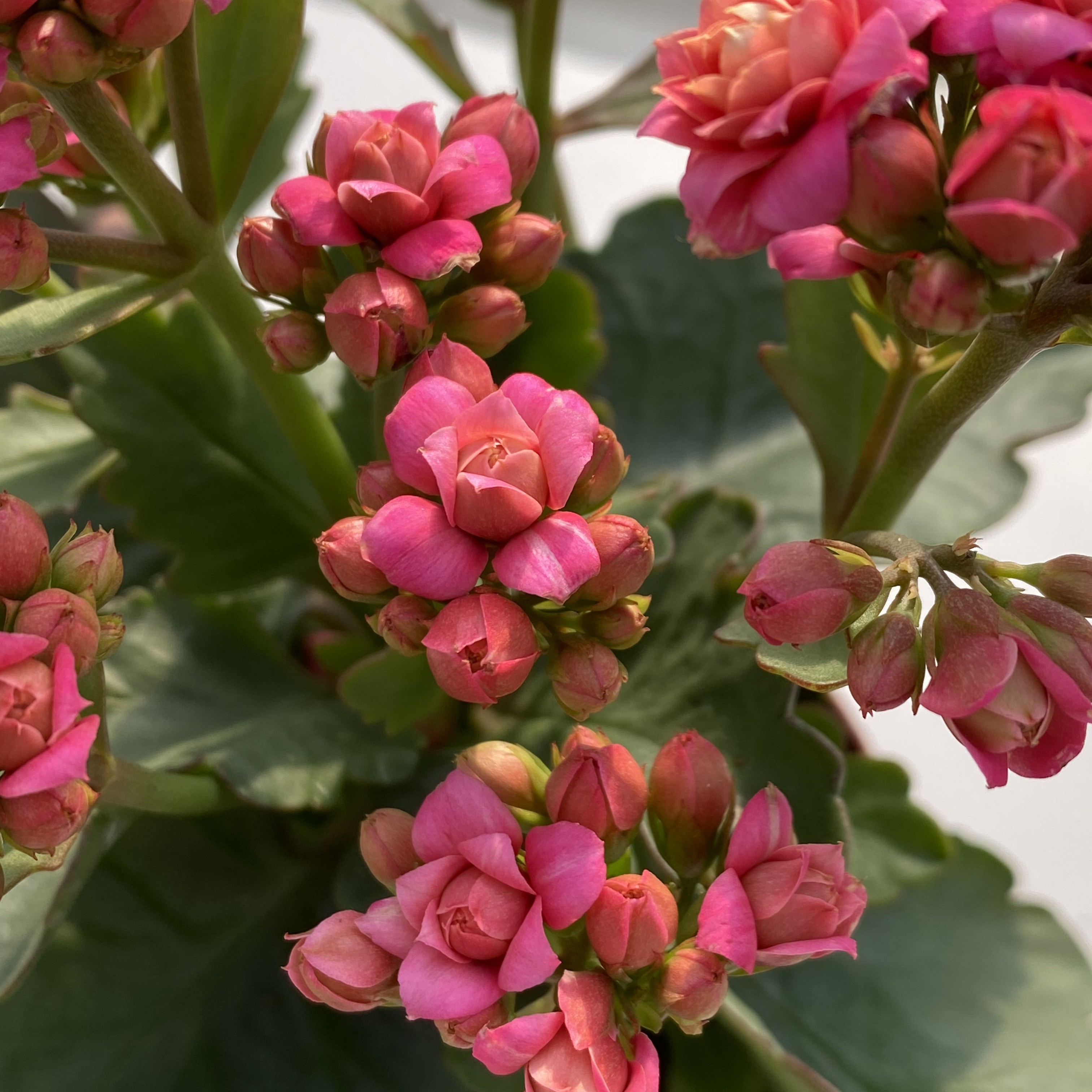 24新品上官婉儿处理苗开花版  介意勿拍 不售后  110盆 一代独杆 