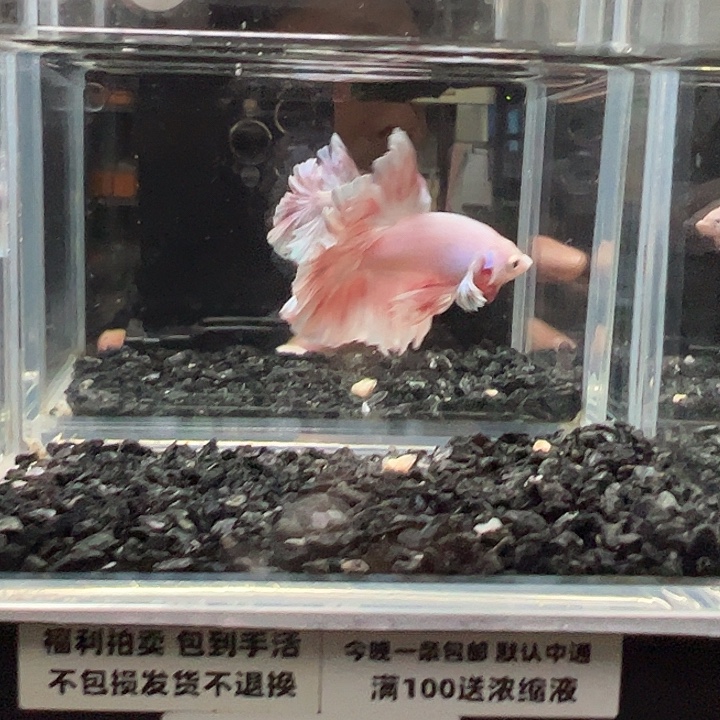 斗鱼竞拍跑单拉黑30日81