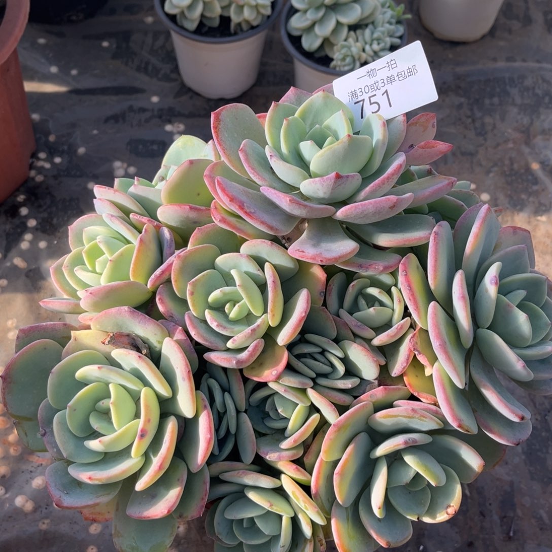 751白月光多肉植物……