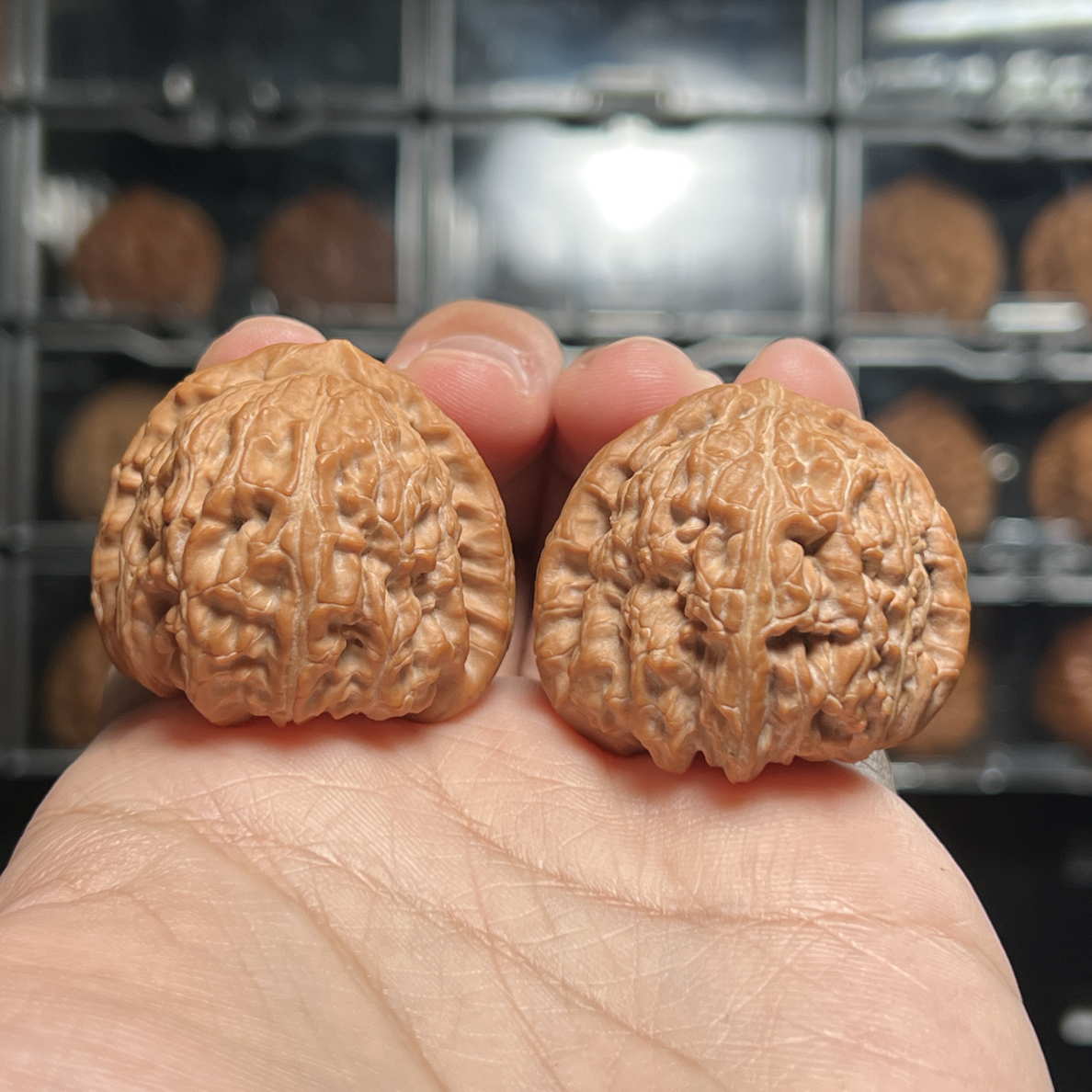 【今日福利】37尺三角白狮子