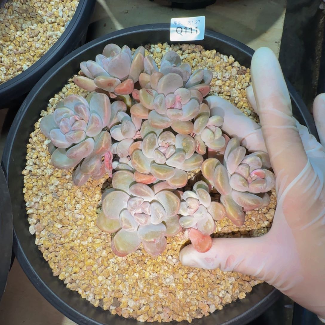 q q q q q q q q q 111