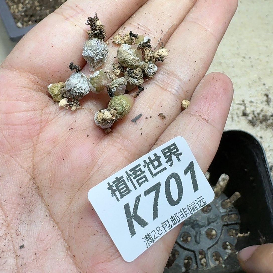 多肉植物的人啊fgh