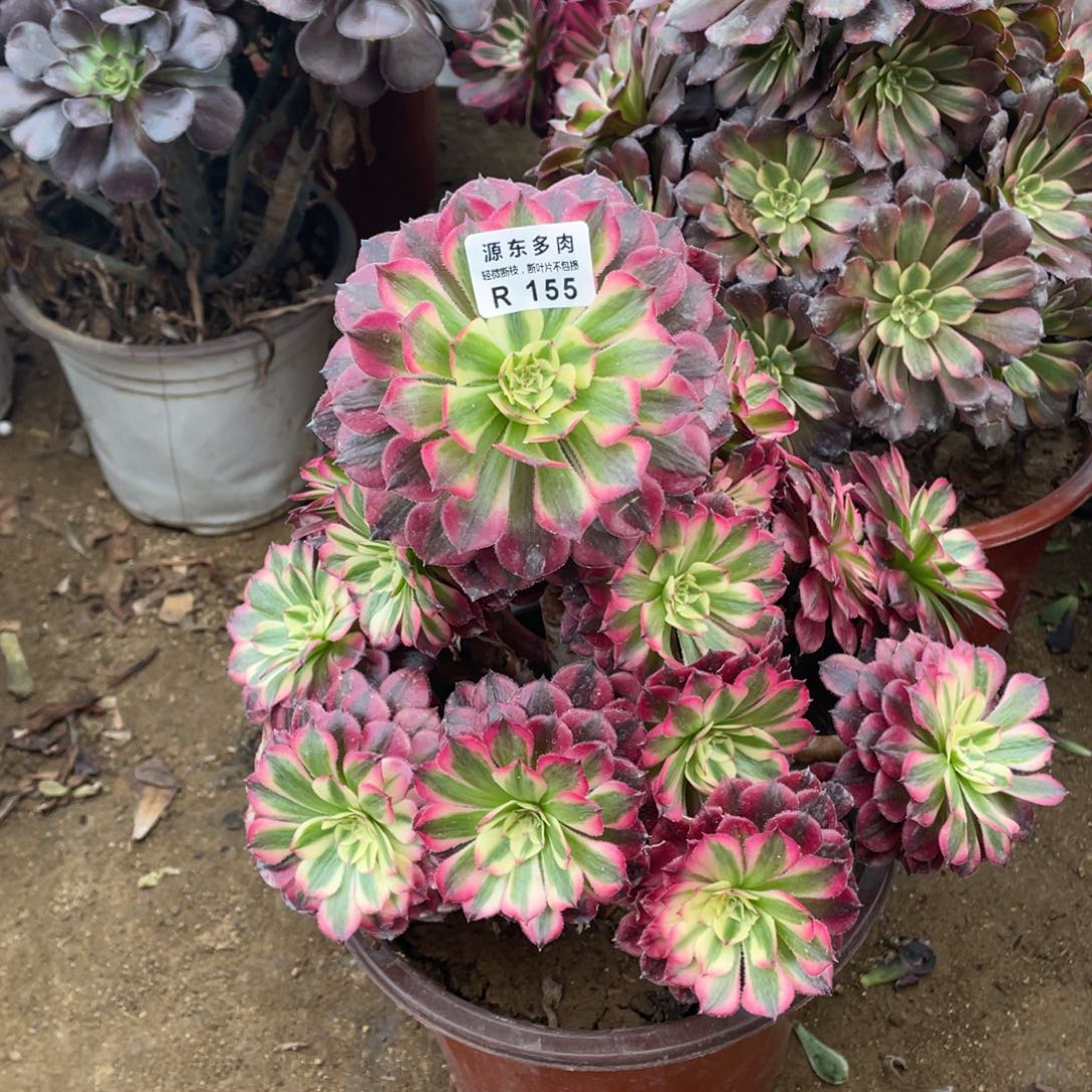 155红铜锦多肉法师断枝不包