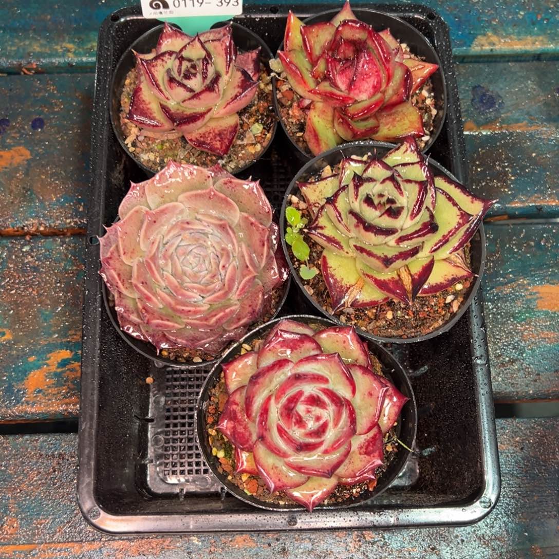 傻**名从前慢多肉精选编号0119.393