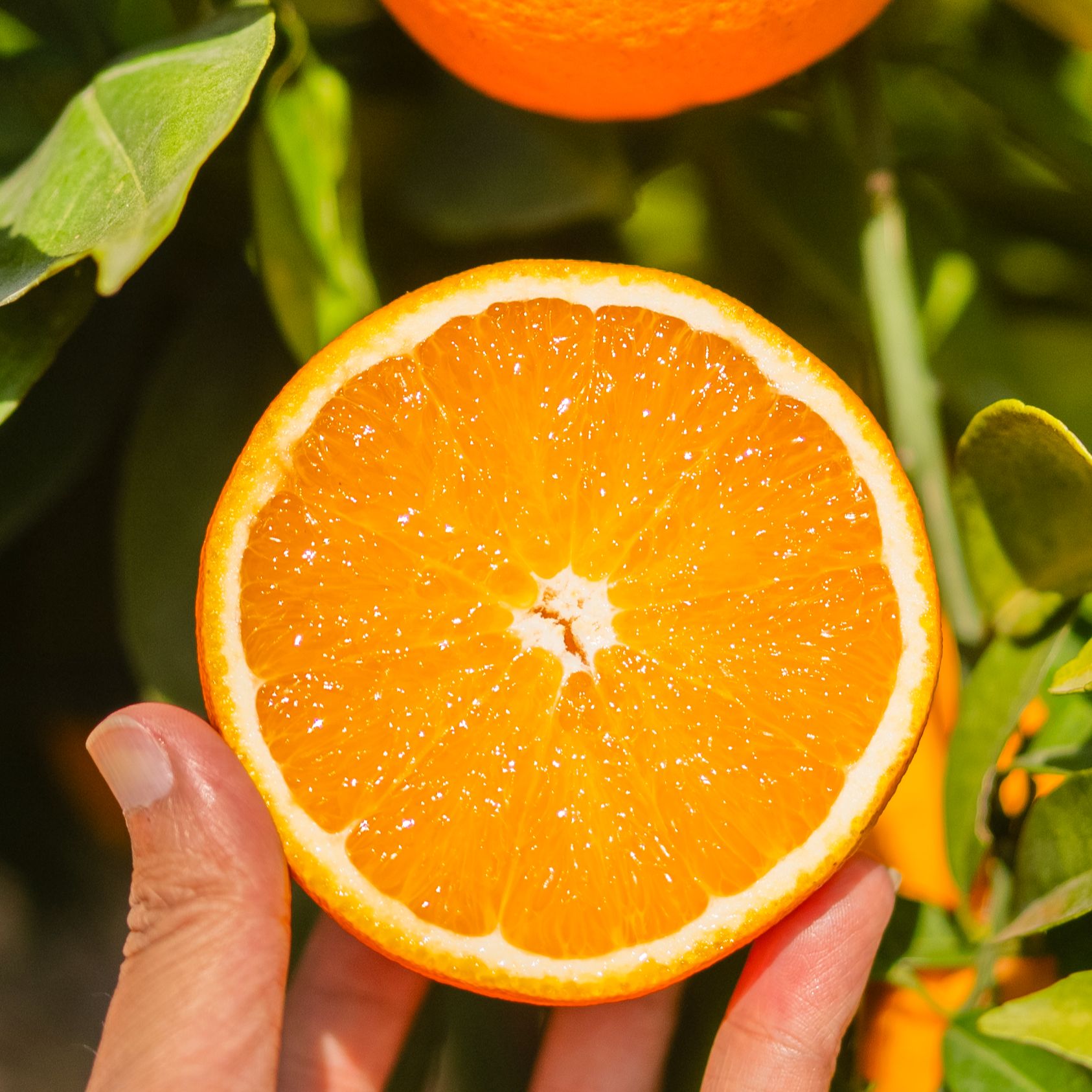 正宗大凉山雷波脐橙新鲜现摘皮薄肉厚多汁当季水果产地直发