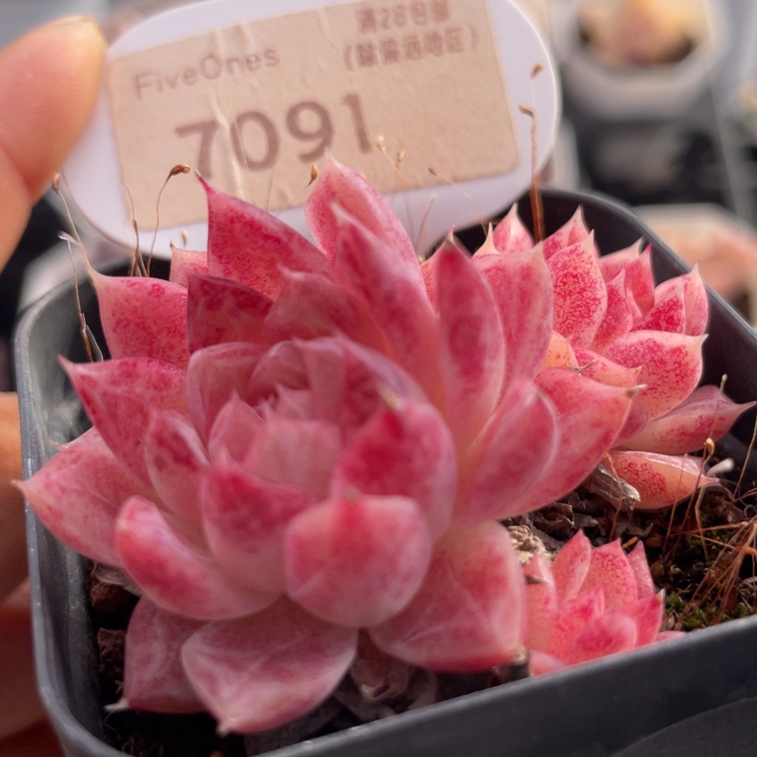 胭脂扣7091-5.5厘米