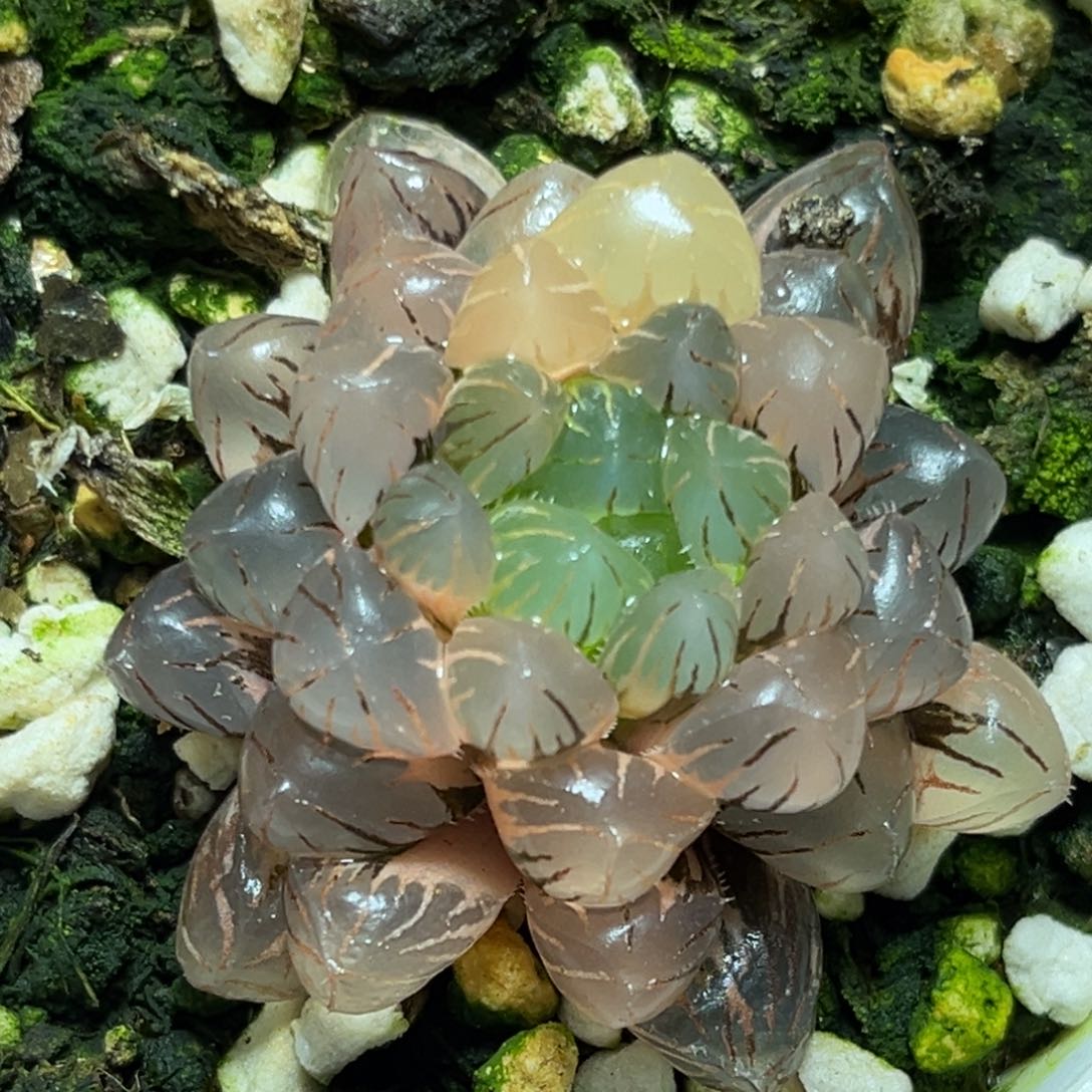 恭喜发财大吉大利0446