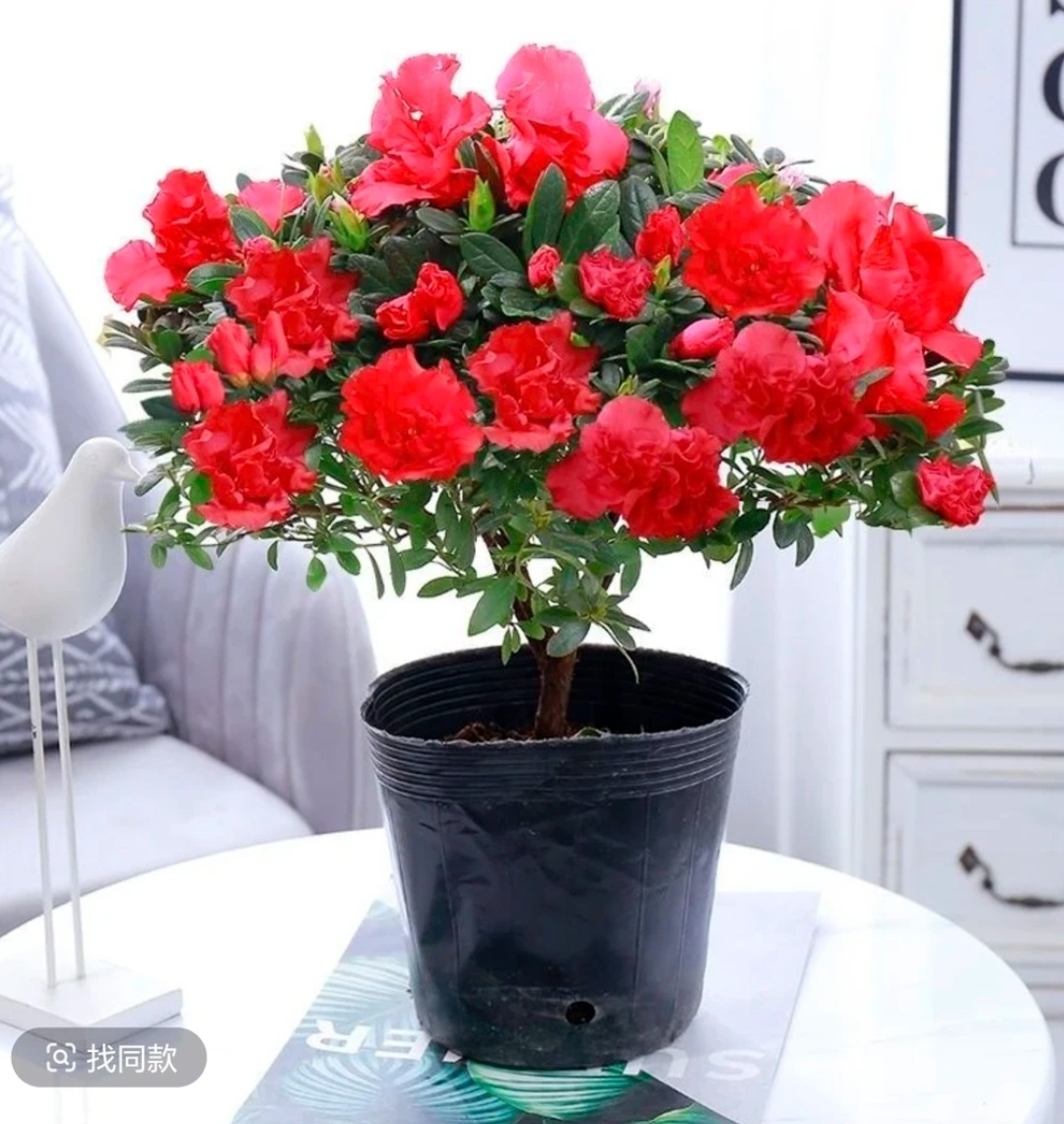带花苞红杜鹃花盆栽 室内外好养四季开花绿植花卉