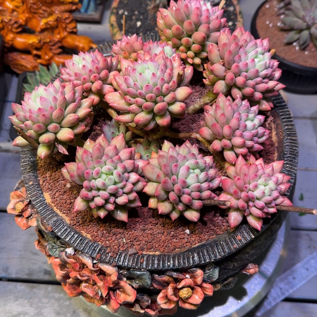 岩字群生多肉植物一物一拍