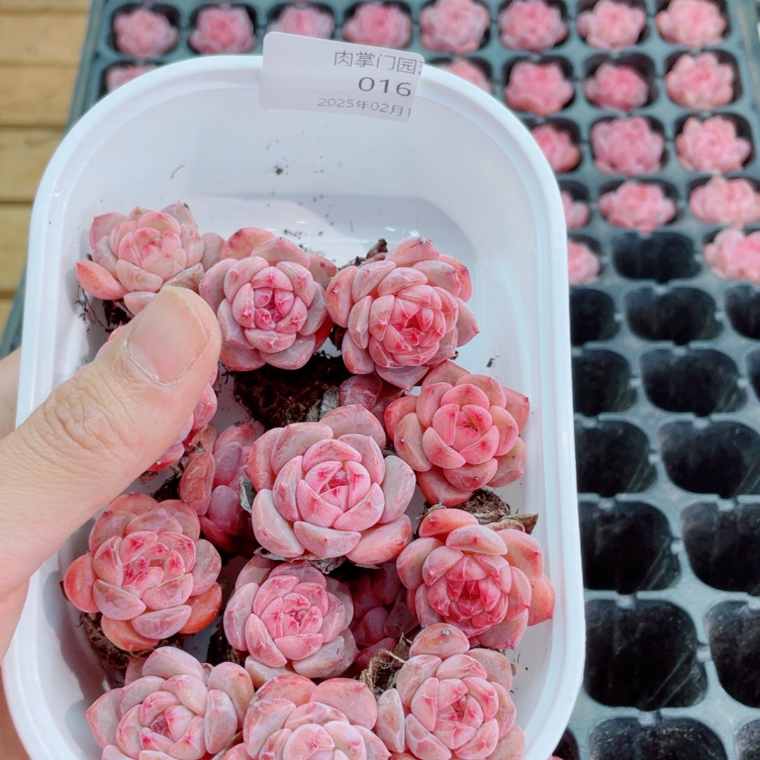 开心开心快乐016