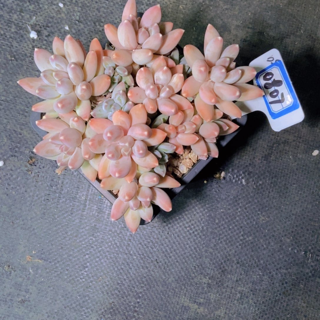 b***y0807啥美人一颗一