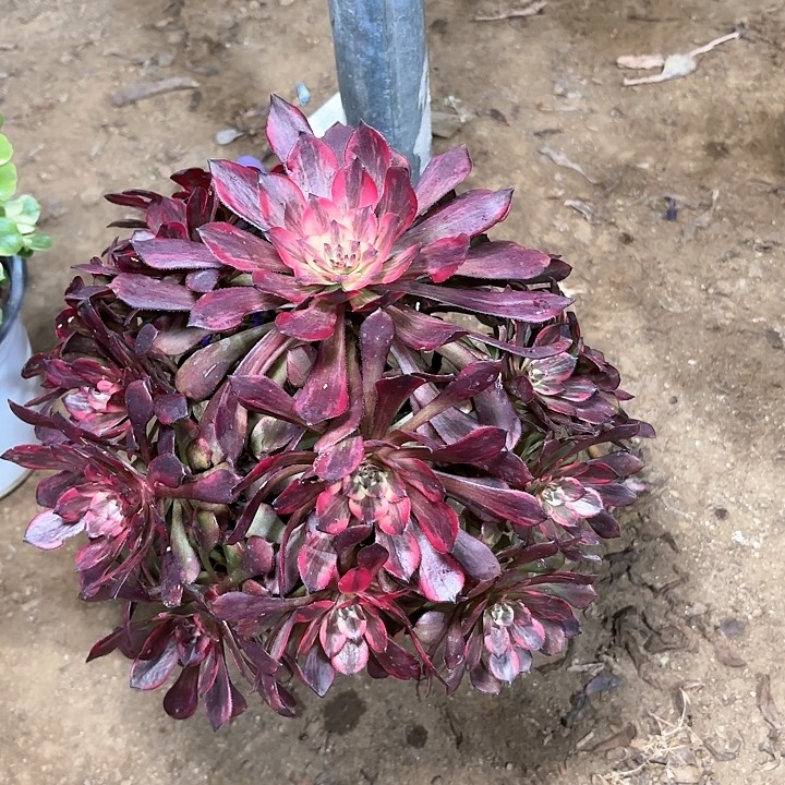 多肉植物法师烟花55