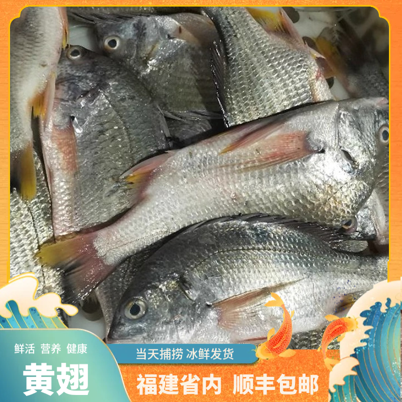 福建船捕【野生大黄翅鱼】冰鲜发货.省内当天送达