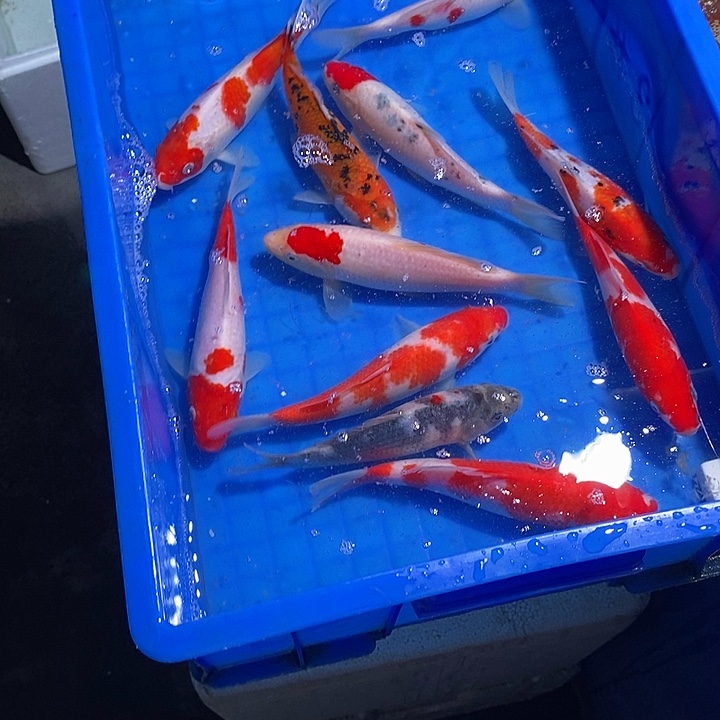 A***A锦鲤锦鲤活鱼开箱包活