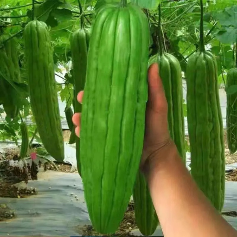 【苦瓜苗2】高产翡翠苦瓜大肉苦瓜碧玉苦瓜长白苦瓜带土基地直发