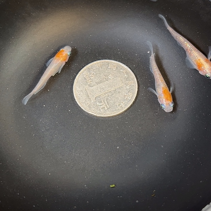 青鳉鱼碎花醒狮3条10号