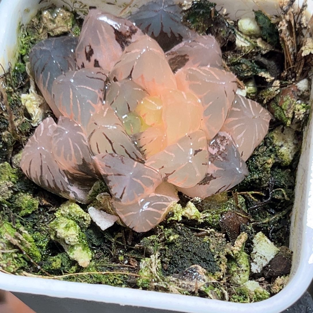 恭喜发财大吉大利623