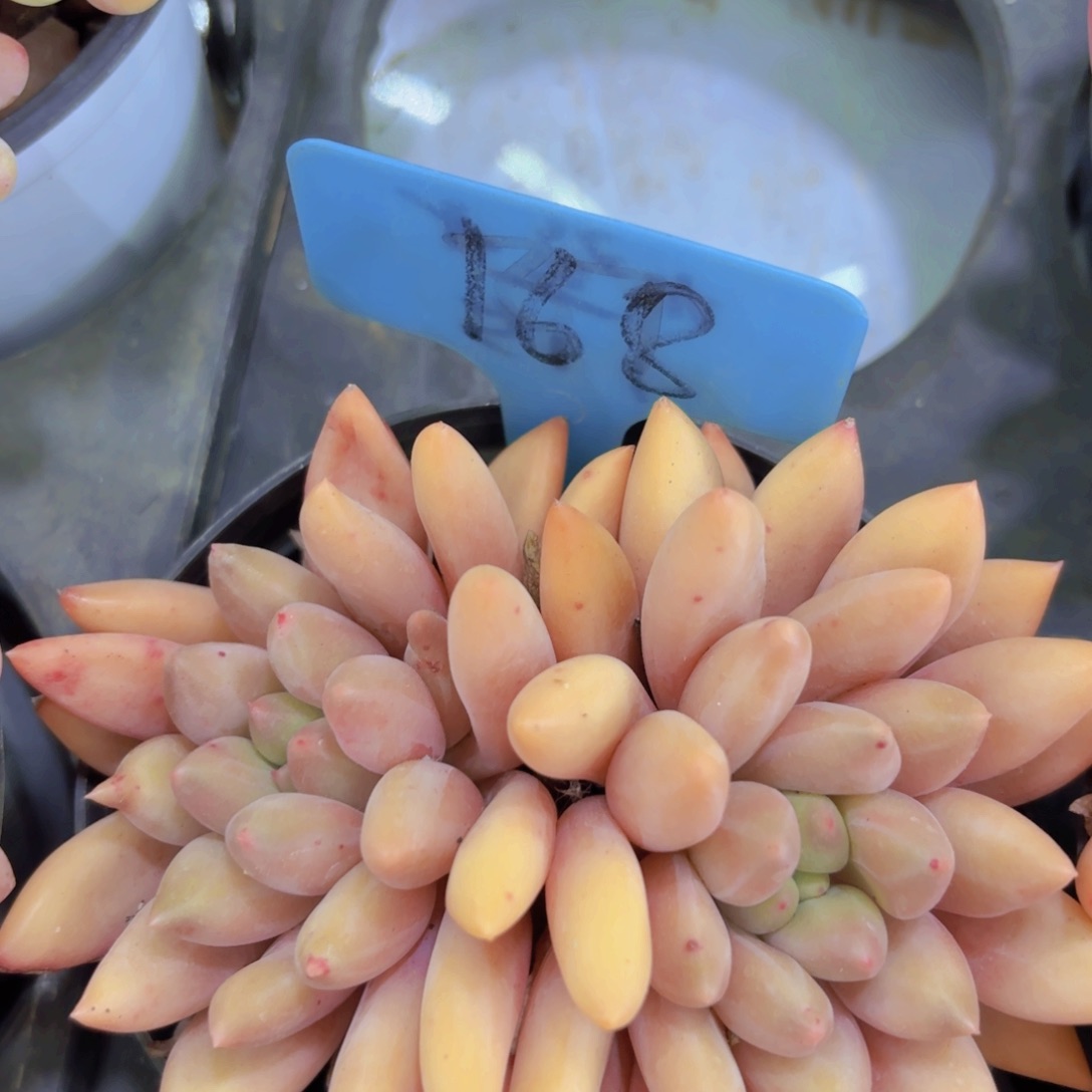 我的小可爱们都好可爱