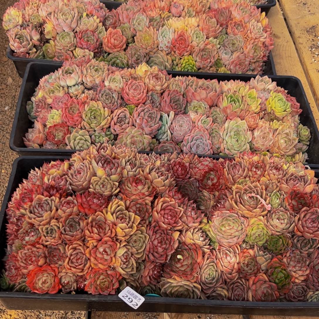 肥***猫292大热天的一天从早上开始到