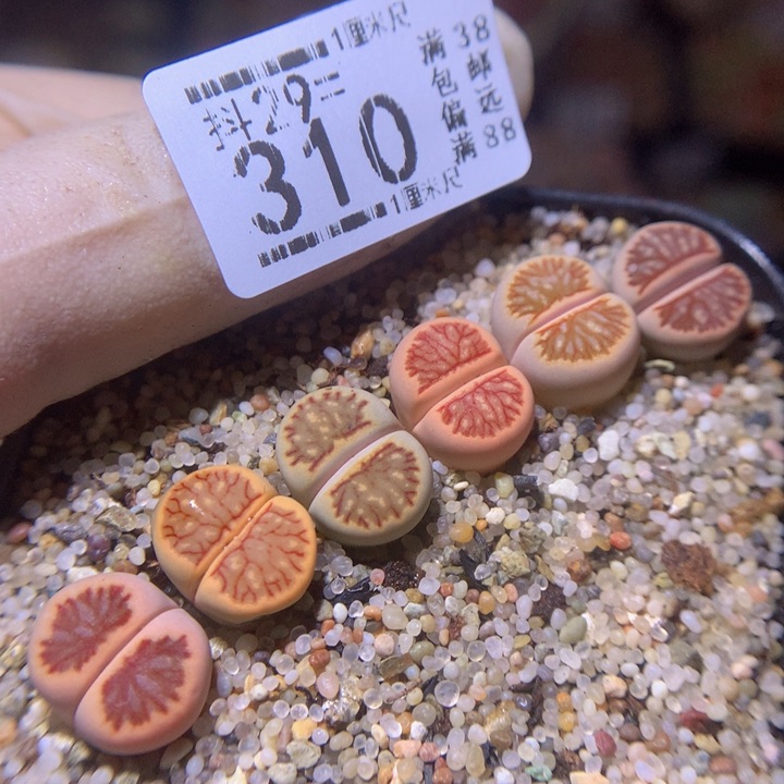 精品生生花29.310