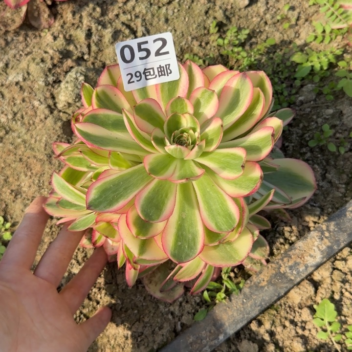 云荷……多肉植物……