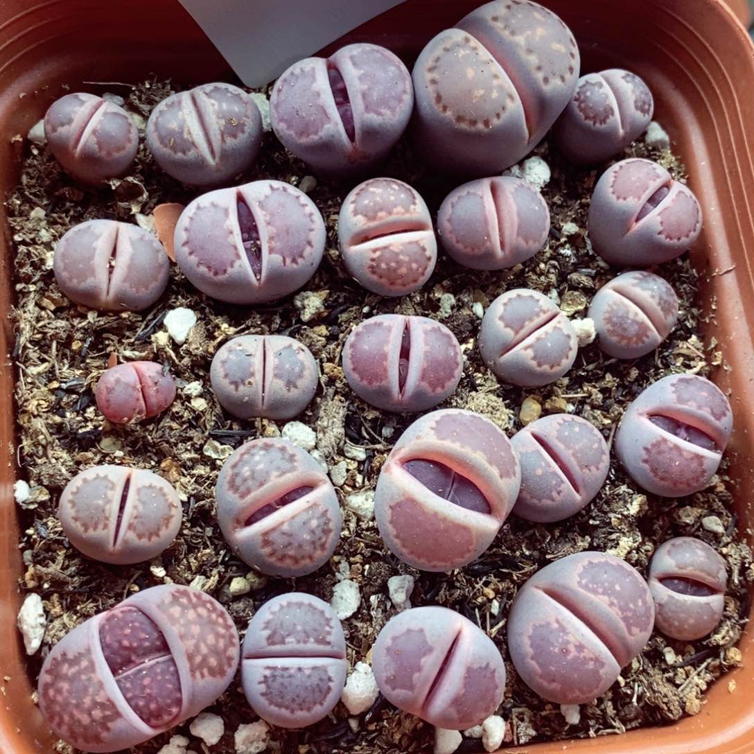 我的小姐姐们都是204