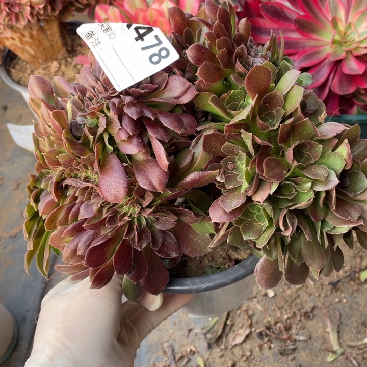 多肉柠檬玫瑰缀化478