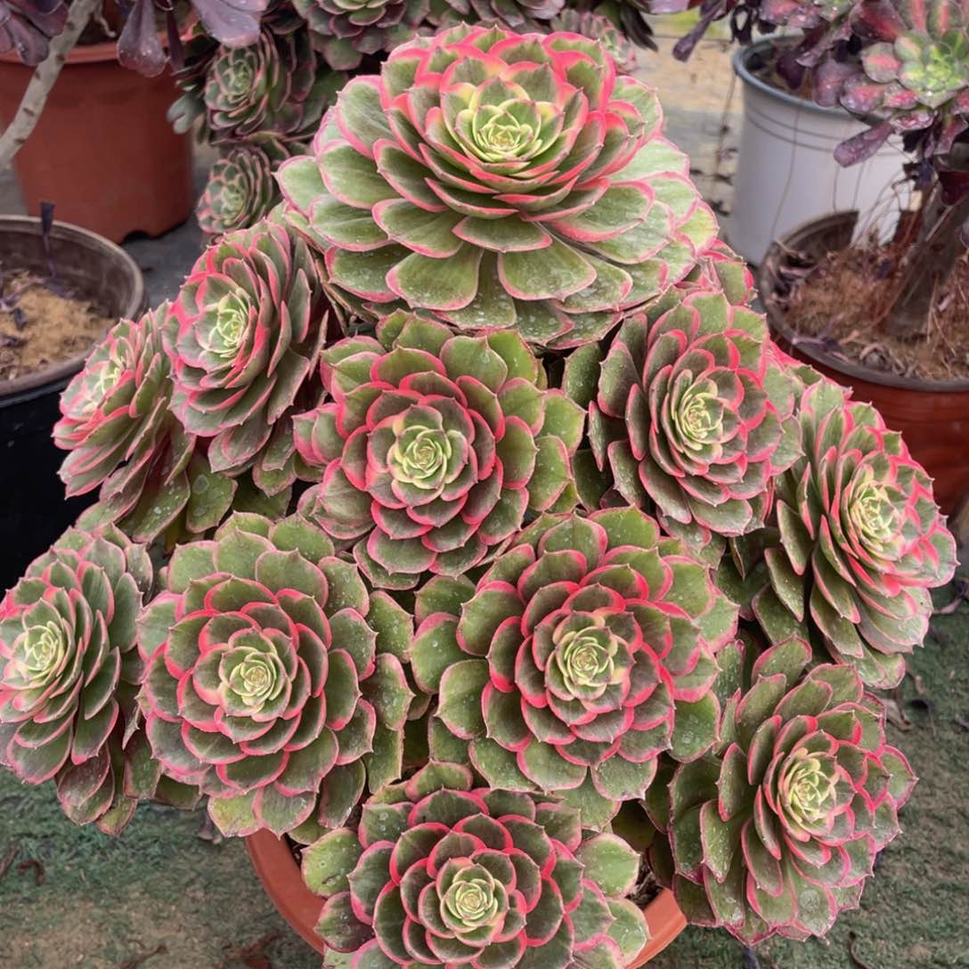 302粉花妖精品法师多肉