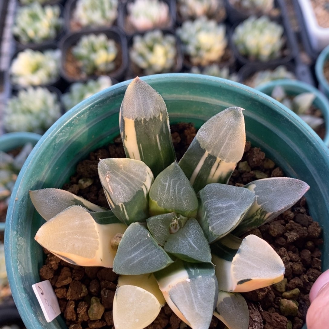 一颗实生大克锦 元旦福利