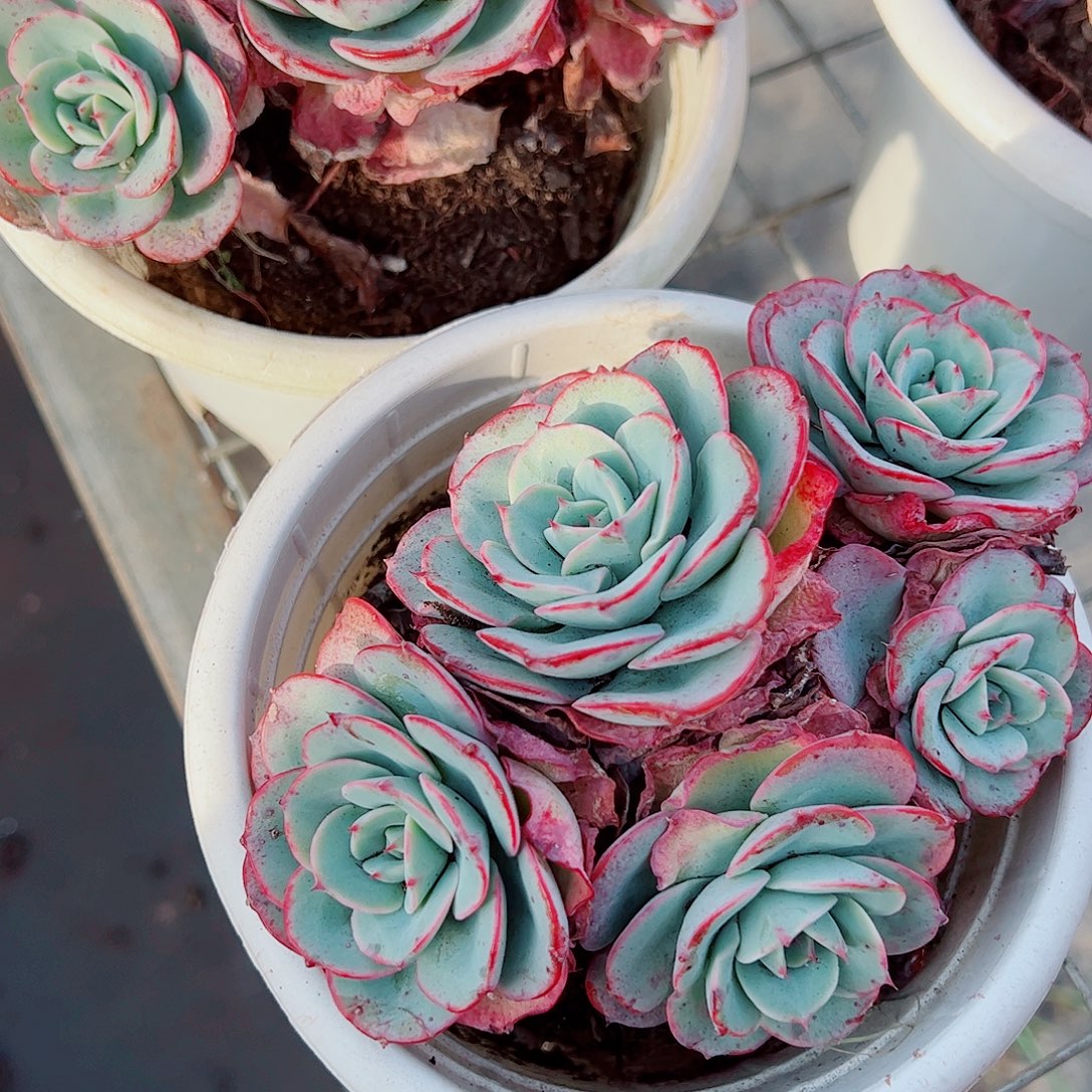 奶油黄桃多头造型精品