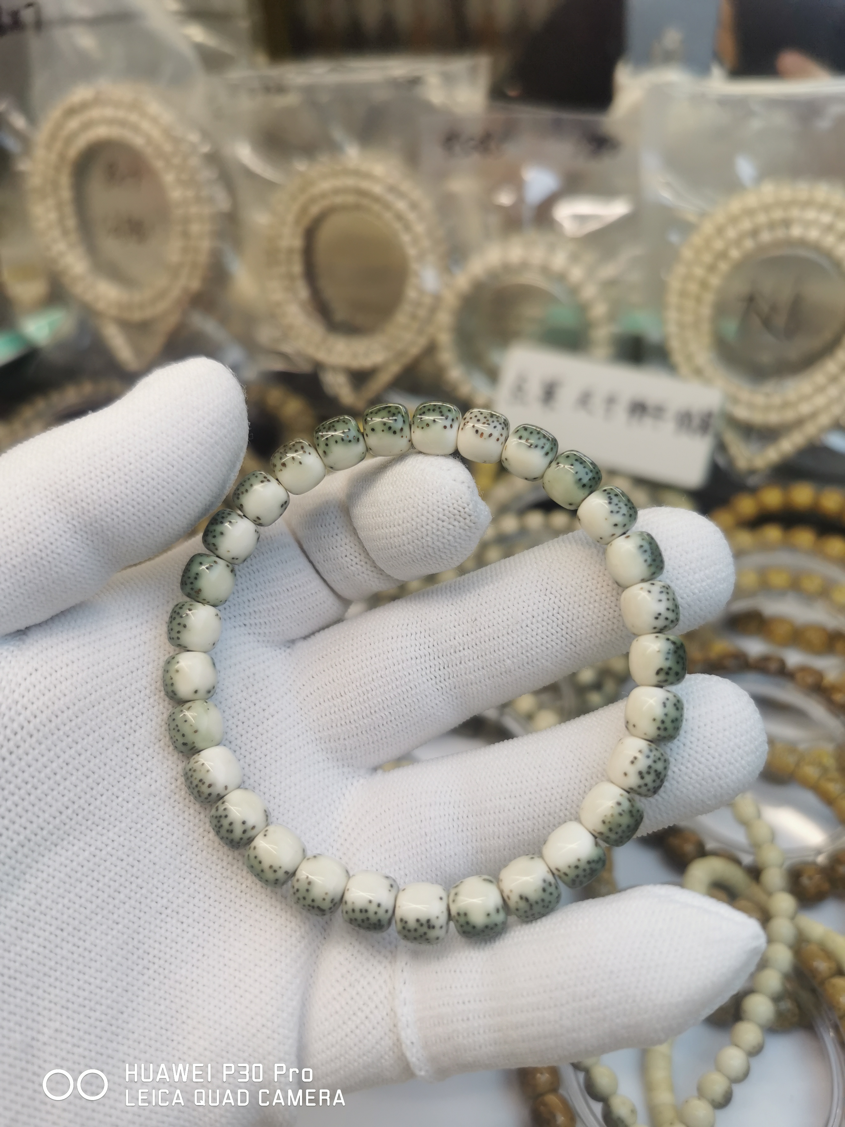 星月菩提绿背河豚8✖️7