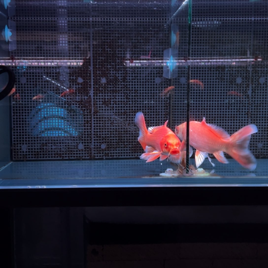 海水鱼y**y红色蝴蝶鲤