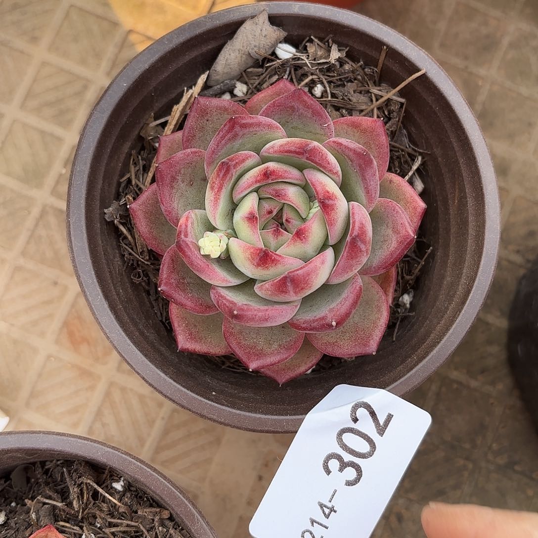 同温层多肉夜魔侠302